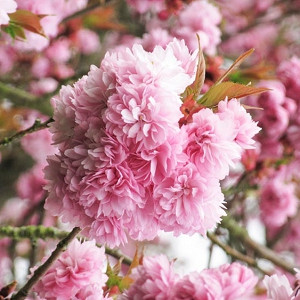Prunus 'Asano',Japanese Flowering Cherry 'Asano', Prunus 'Geraldinae' , Flowering Tree, Pink flowers, Double pink prunus, double pink cherry blossom